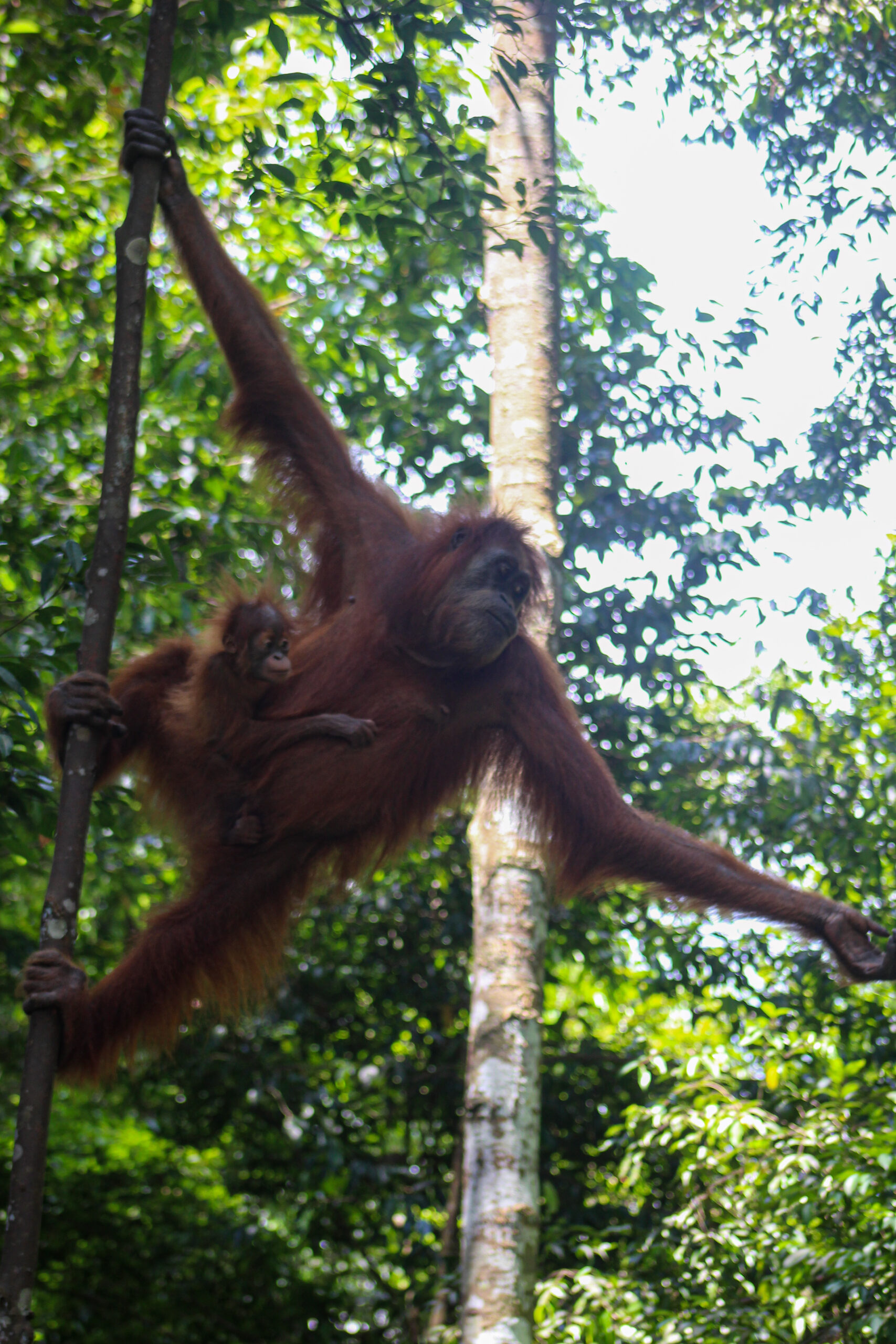 Orangutan Watching